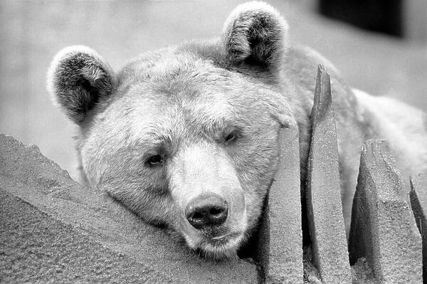 Close up picture of a bear. January 1975 75-00240-009