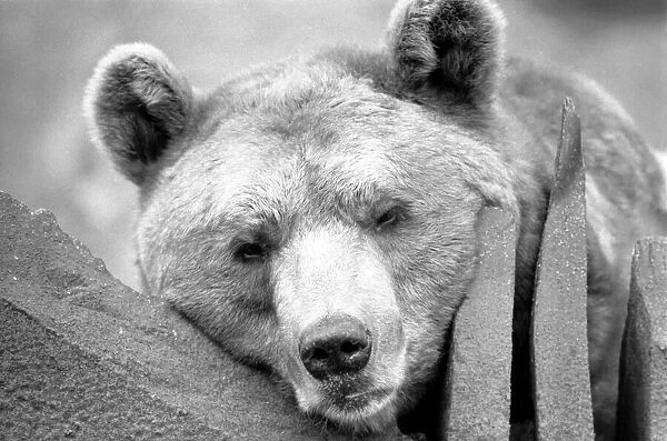 Close up picture of a bear. January 1975 75-00240-010