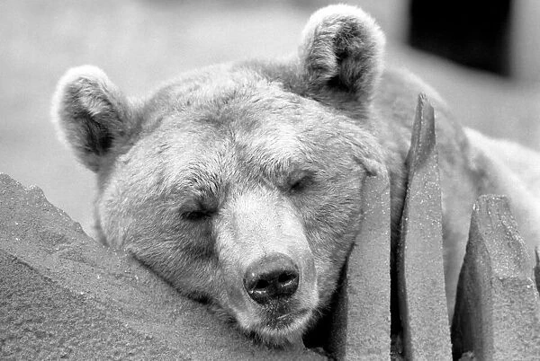 Close up picture of a bear. January 1975 75-00240-017