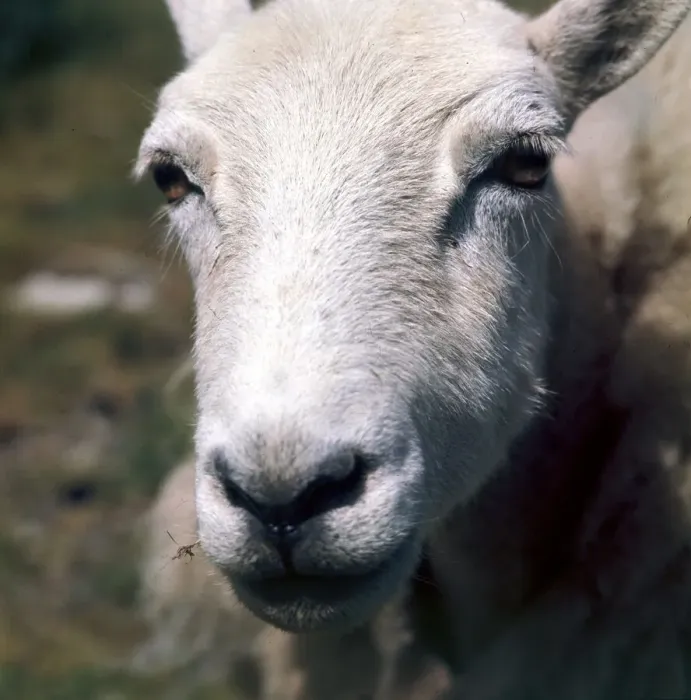 Framed Print : Close up of a sheep on the hills near Radnorshire in Wales April 1990