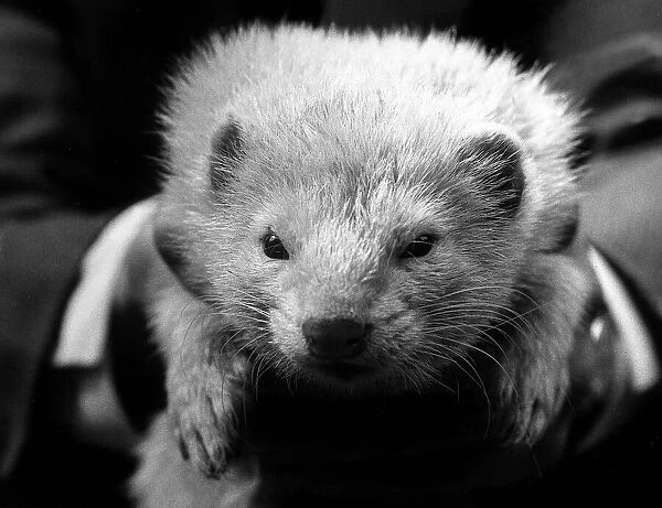 Close up shot of a ferret circa 1973