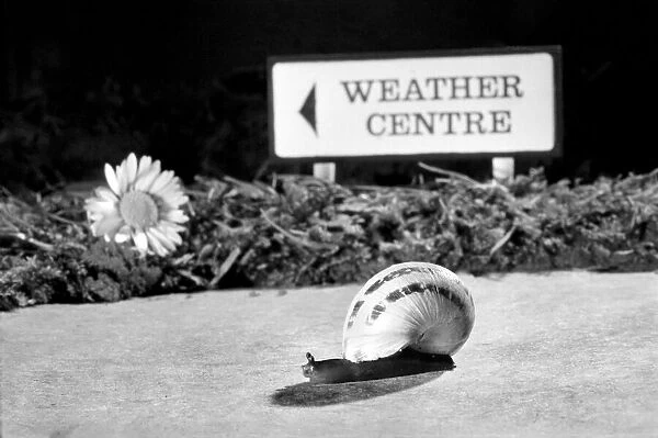 Close up of a snail on the lawn. January 1975 75-00195