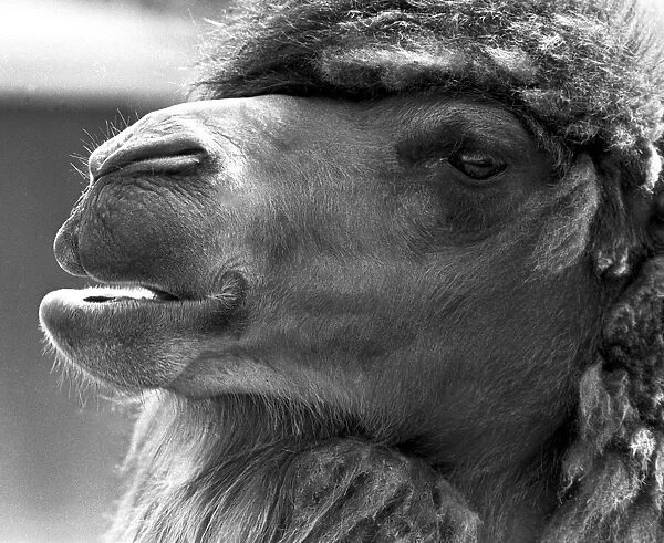 A close-up of a camel at Twycross Zoo, Warwickshire. 14th June 1984