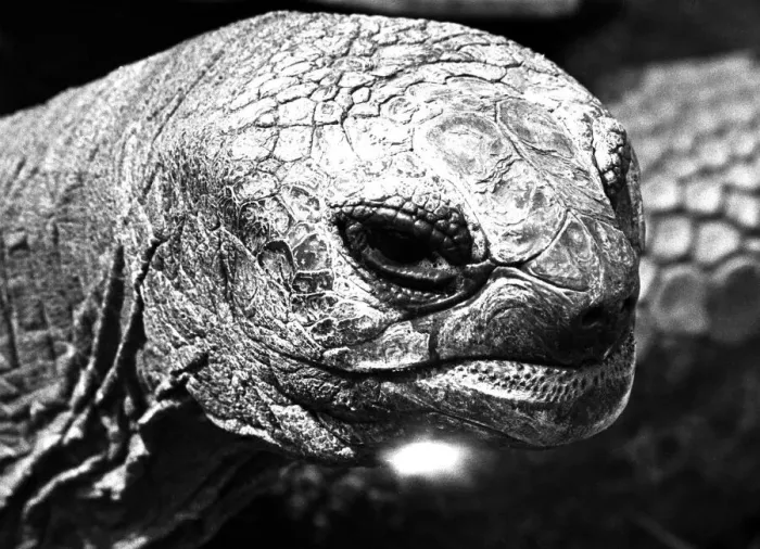 Framed Print : A close-up of a tortoise at Twycross zoo, Warwickshire. 14th June 1984 Framed Print : A close-up of a tortoise at Twycross zoo, Warwickshire. 14th June 1984