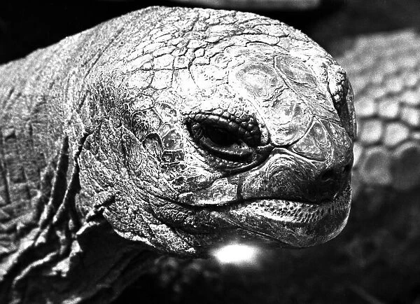 A close-up of a tortoise at Twycross zoo, Warwickshire. 14th June 1984
