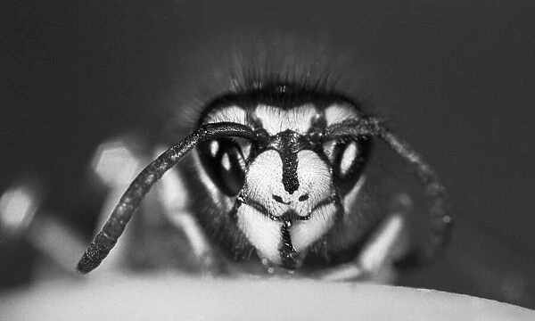 Close-up of a wasp. 16th September 1970