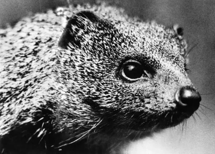 Framed Print : Close up view of a mongoose. November 1933