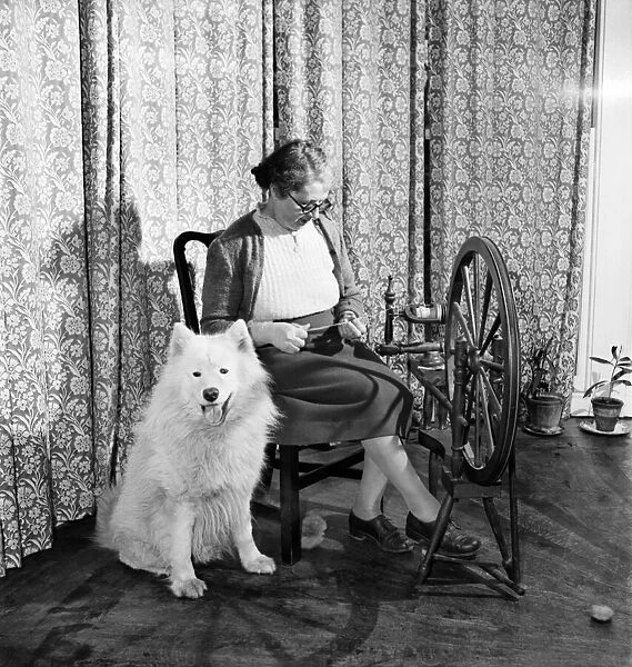 Clothes from dog. Mrs. Humphreys seen here spinning her dogs fur into yarn