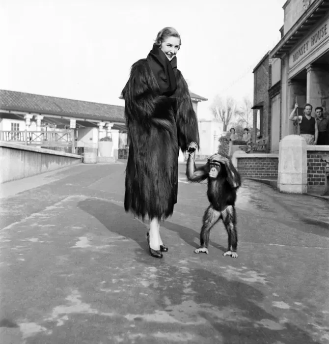 Framed Print : Clothing: Fashion: Fur coats. A new range of jungle fashions was launched in an unusual Framed Print : Clothing: Fashion: Fur coats. A new range of jungle fashions was launched in an unusual