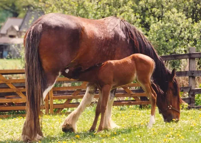 Framed Print : A Clydesdale horse with an Arabian foal she is fostering Framed Print : A Clydesdale horse with an Arabian foal she is fostering