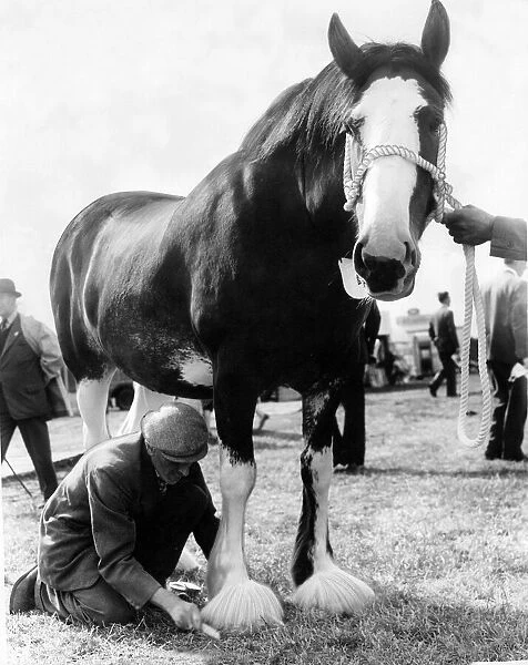Clydesdale mare Valita being groomed for a competition