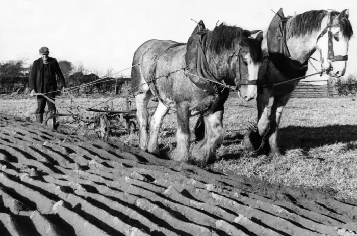 Framed Print : Two Clydesdales Prince and Glen in a ploughing competition in 1973 Framed Print : Two Clydesdales Prince and Glen in a ploughing competition in 1973