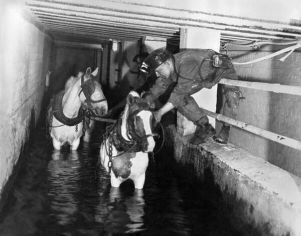 Coal Mining Pit Ponies. March 1941 P017821