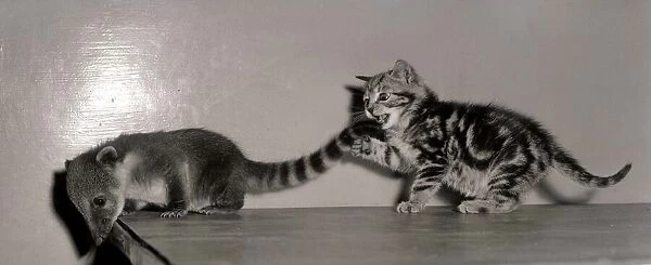 Coati Mundi attacked by a Kitten September 1957 A©Mirrorpix