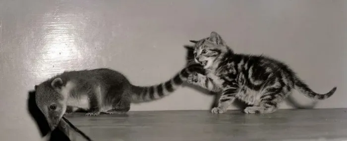 Framed Print : Coati Mundi attacked by a Kitten September 1957 A©Mirrorpix Framed Print : Coati Mundi attacked by a Kitten September 1957 A©Mirrorpix