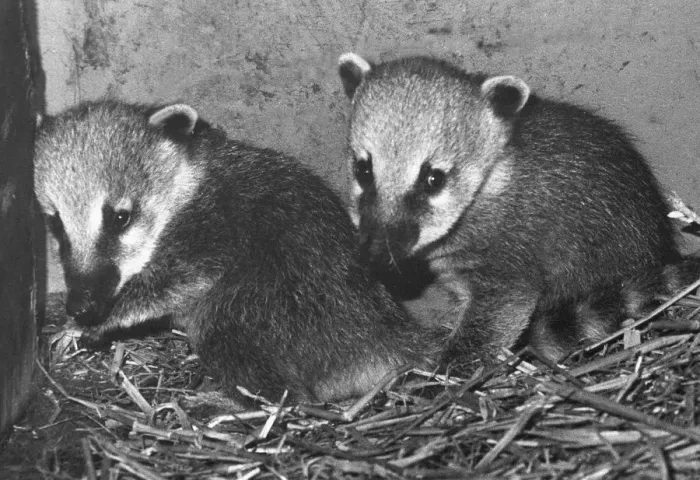 Framed Print : Two coatis at Lambton Adventure Park Framed Print : Two coatis at Lambton Adventure Park