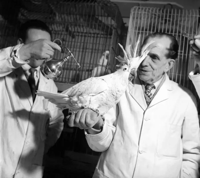 Framed Print : A cockatoo gets the beauty treatment at a Slough pet store. March 1958 A684a-001 Framed Print : A cockatoo gets the beauty treatment at a Slough pet store. March 1958 A684a-001