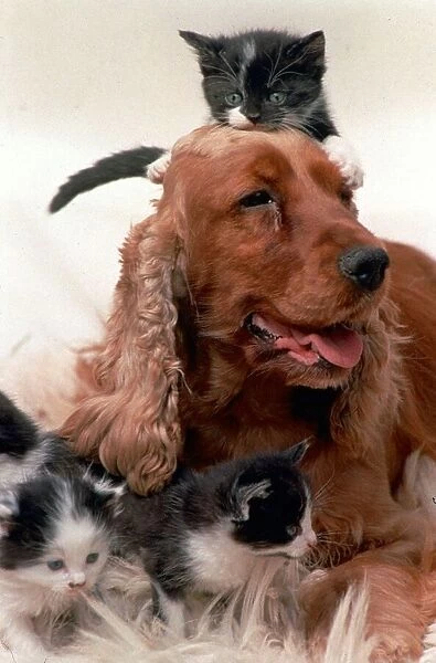 Cocker Spaniel dog looking after a group of four kittens July 1996