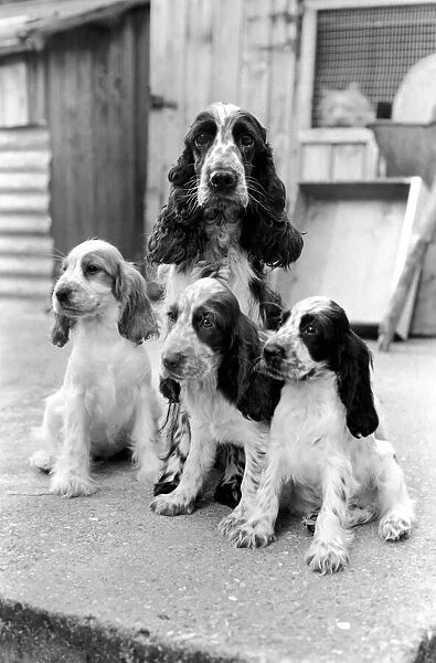Cocker Spaniel dog and puppies at the Frant Kennels in Hildenborough near Tonbridge who
