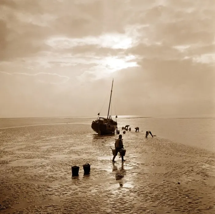 Framed Print : Cockling scene on the coast in England circa 1950s