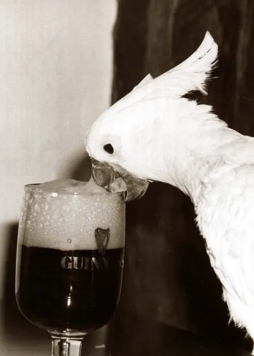 Framed Print : Cocky the Cockatoo - January 1981 sipping a glass of Guinness