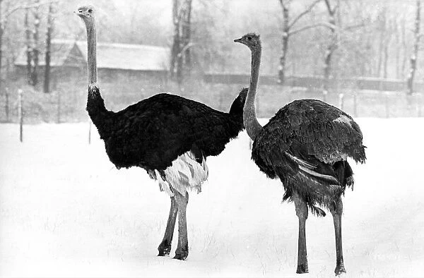 Its too cold for these ostrich to stick their head in the snow at Lambton Pleasure