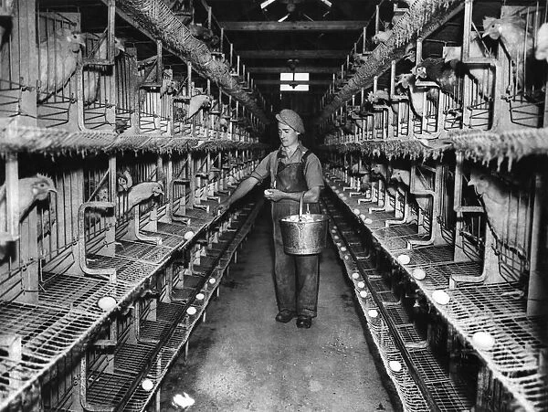 Collecting eggs at a battery farm. Circa 1945 P012319