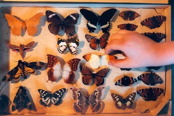 A collection of butterflies in February 1999