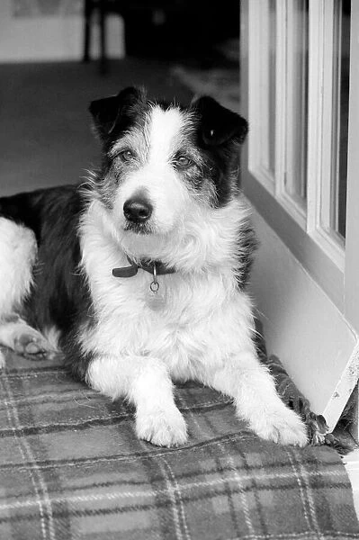 Collie  /  Dog  /  Animal  /  Cute. Alexander the Great. March 1975 75-01356-009