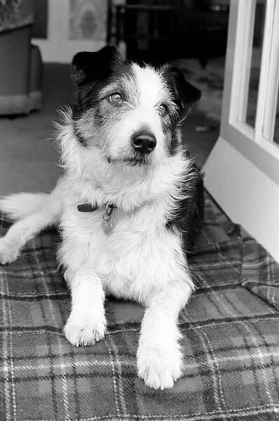 Collie  /  Dog  /  Animal  /  Cute. Alexander the Great. March 1975 75-01356-005