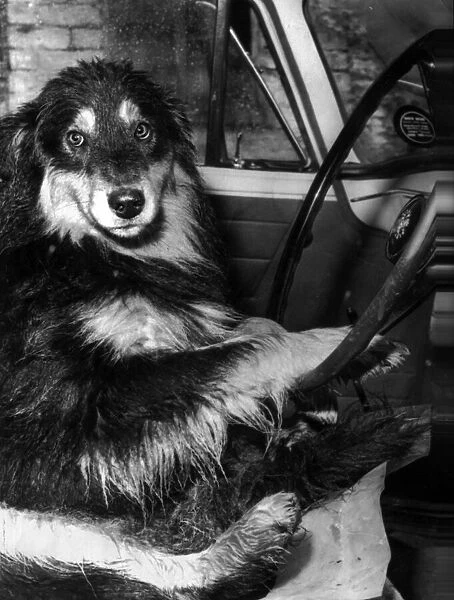 Collie dog behind the wheel of a car