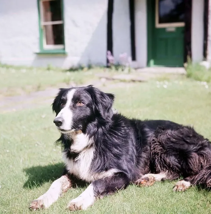 Framed Print : Collie Sheep Dog - 1968