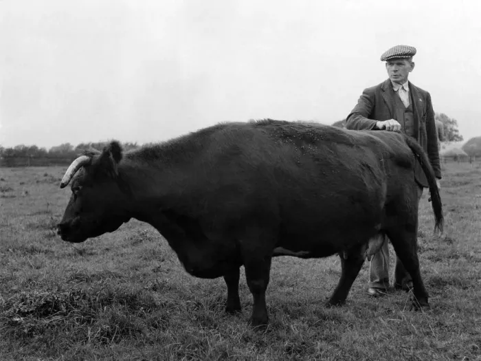 Framed Print : Collynie Eliza 21st, cow that never throws a bad calf. Cowie refused 800 guineas for her Framed Print : Collynie Eliza 21st, cow that never throws a bad calf. Cowie refused 800 guineas for her