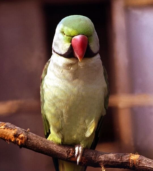 A colourful parakeet perched on a branch February 1989