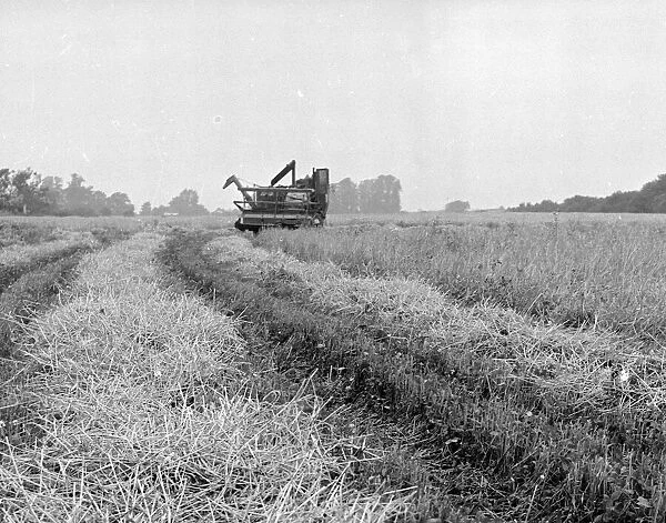 Combine harvesters at work in the fields of Kent 26th August 1954