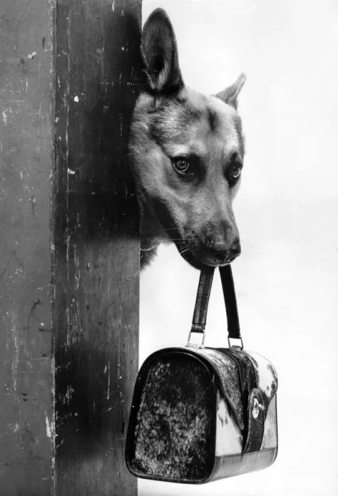 Framed Print : When it comes to intelligence, Radar, the Alsatian in the picture, has it in the bag Framed Print : When it comes to intelligence, Radar, the Alsatian in the picture, has it in the bag