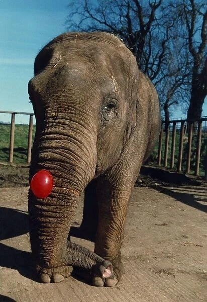 Comic relief. Maya the elephant. Red nose. Comedy. March 1989 P017765