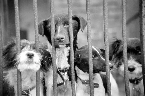 Condemned dogs at the Manchester dogs home Collyhurst, Manchester