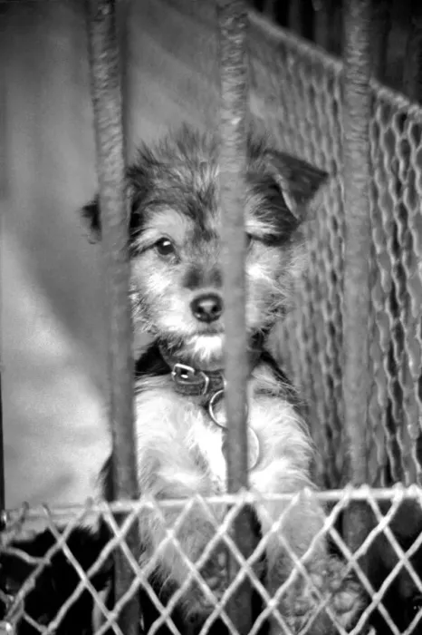 Framed Print : Condemned dogs at the Manchester dogs home Collyhurst, Manchester Framed Print : Condemned dogs at the Manchester dogs home Collyhurst, Manchester