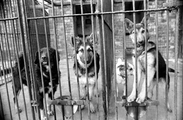 Framed Print : Condemned dogs at the Manchester dogs home Collyhurst, Manchester Framed Print : Condemned dogs at the Manchester dogs home Collyhurst, Manchester