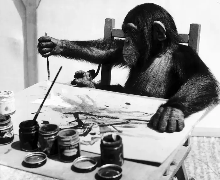 Framed Print : Congo the Chimpanzee belonging to Granda Television Network limited is pictured painting