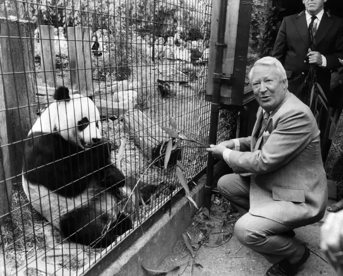 Framed Print : Conservative Prime Minister Edward Ted Heath meets a giant panda at the London Zoo circa Framed Print : Conservative Prime Minister Edward Ted Heath meets a giant panda at the London Zoo circa