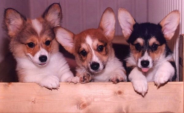 Three Corgi puppies