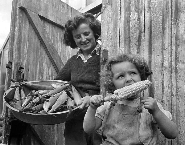 Corn. Corn on the cob plants harvested at Heston. Middlesex. September 1948 P004371