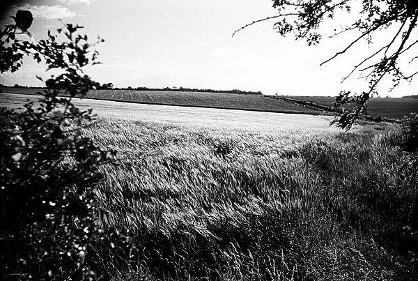 Corn field in Broxted, Essex. 14th July 1946
