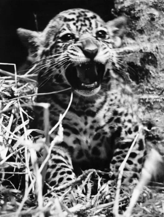 Framed Print : Corona (Jaguar cub) born at London Zoo. Seems pleased to meet his visitors Framed Print : Corona (Jaguar cub) born at London Zoo. Seems pleased to meet his visitors