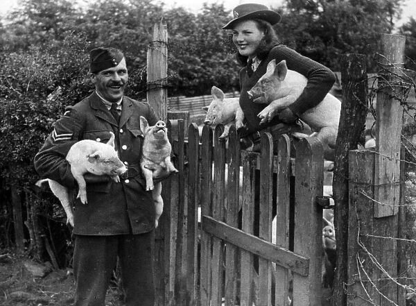Corporal Kildin and Land girl Joyce Smith, with some of the 275 pigs which form part of