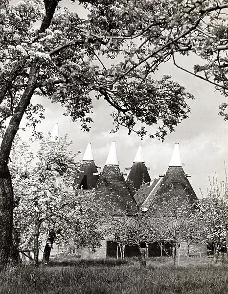 Country scene at Betsham in Kent Oast houses