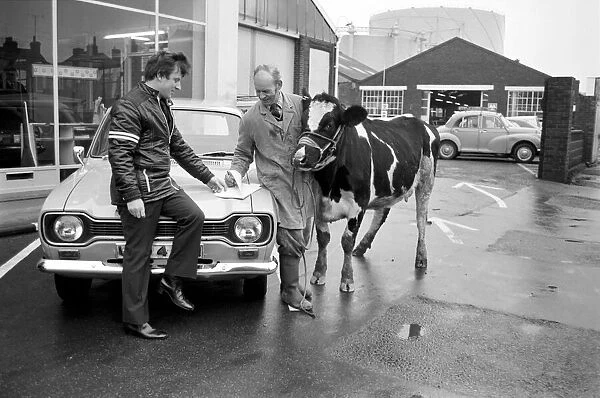 Cow for car. Searles of Worthing, car dealers, take anything in part exchange for a car