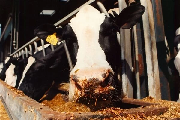 A cow feeding while it is being milked